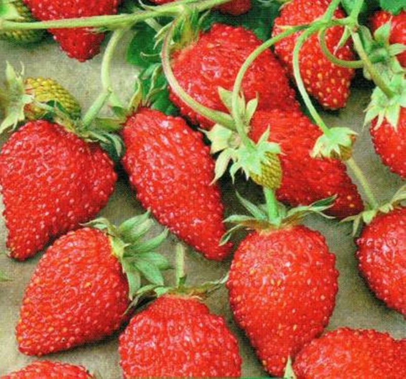 large-fruited  Russian High Quality seeds Strawberry F1 Sashenka remontant