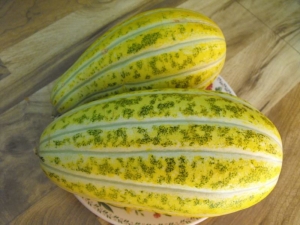 asian yellow stripe melon conomon seeds