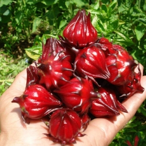 sour rosella seeds
