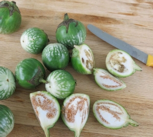 thai deep green round baby eggplant seeds