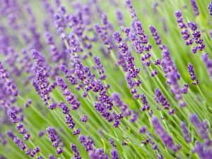true lavender seeds