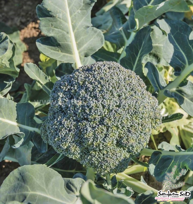 waltham broccoli seeds