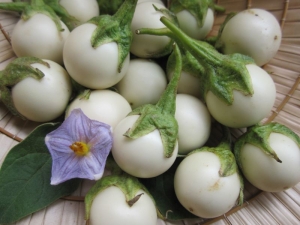 white round african eggplant seeds