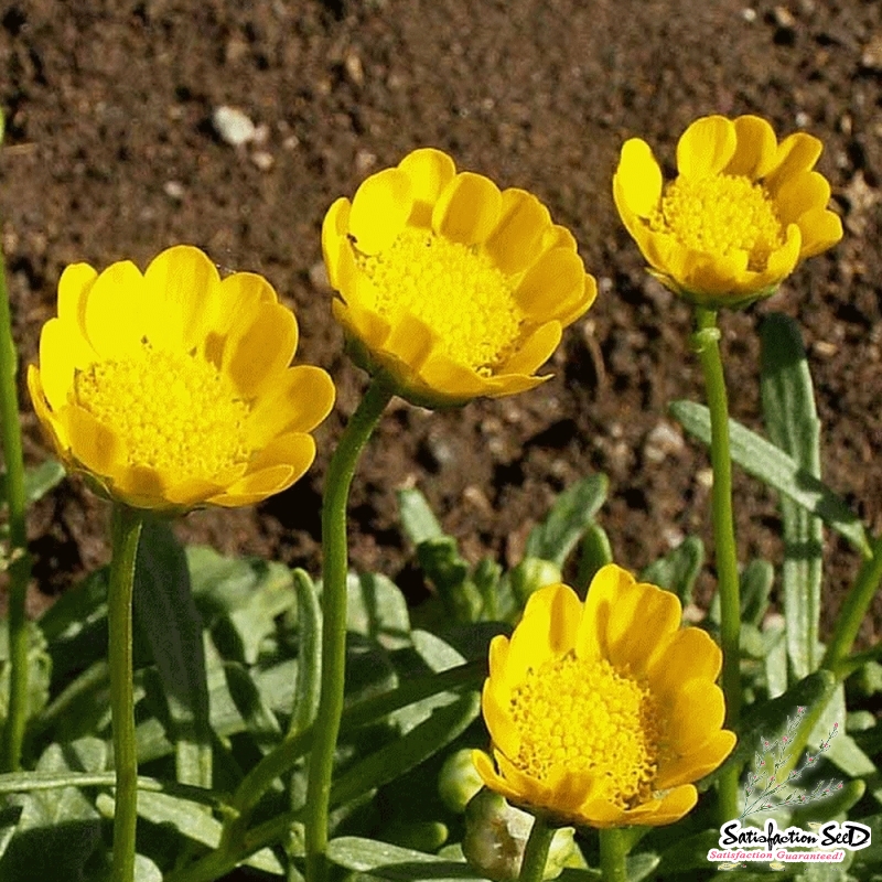 yellow daisy seeds