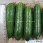 5 fruit cluster russian cucumber seeds