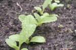 borage seeds