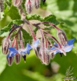 borage seeds