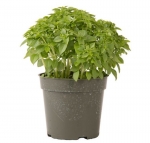 compact piccolino basil seeds