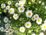 marguerite oxeye daisy seeds