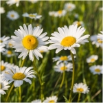 marguerite oxeye daisy seeds