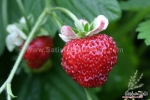 mignonette strawberry seeds
