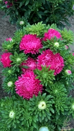 milady china aster seeds