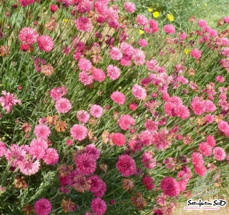 Powder Puff China Aster Seeds