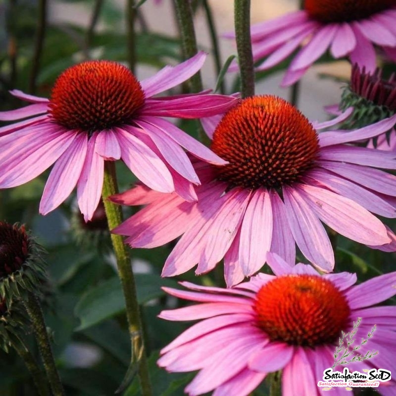 purple coneflower tea purple coneflower tea