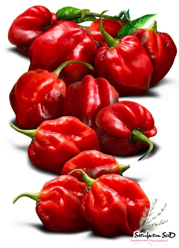 habanero red clothing