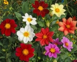single mix dwarf dahlia seeds