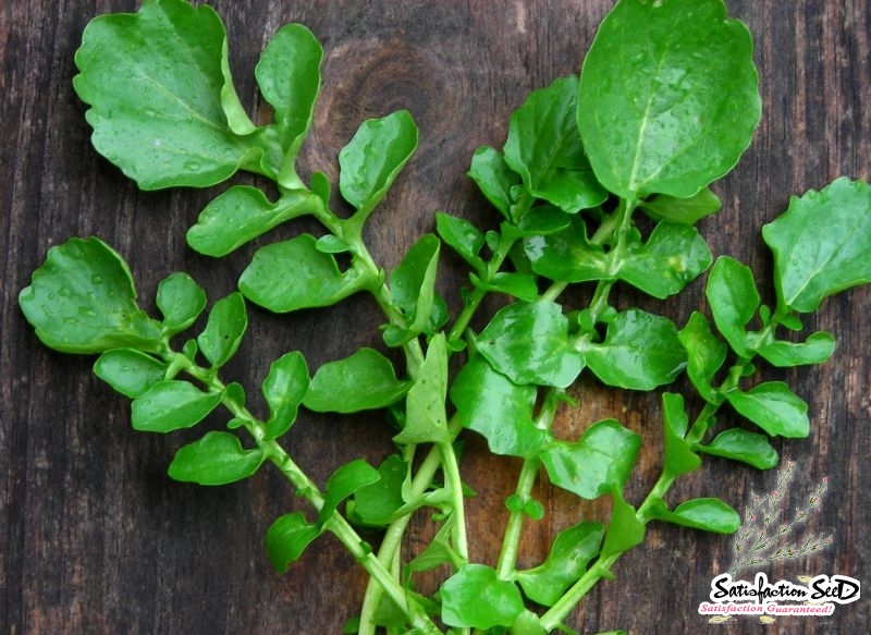 Buy National Gardens Upland Cress Herb Seeds Online at Best Price