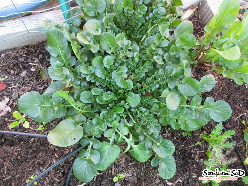 Buy National Gardens Upland Cress Herb Seeds Online at Best Price