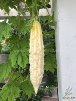 white bitter gourd seeds